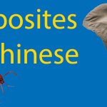 67 Opposites in Chinese | The Ultimate Guide Thumbnail