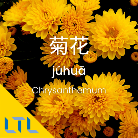 Plants in Chines Chrysanthemum