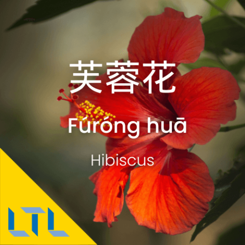 Plants in Chines Hibiscus