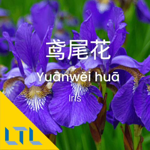 Plants in Chines Iris