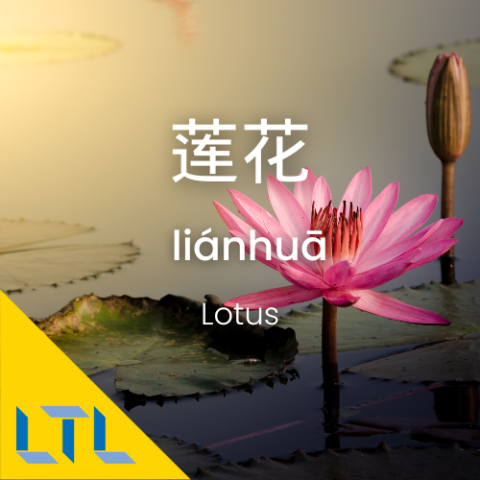 Plants in Chines Lotus