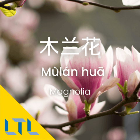 Plants in Chines Magnolia