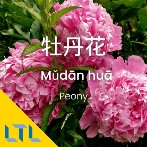 Plants in Chines Peony