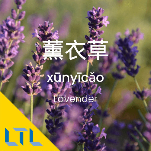Plants in Chines lavender