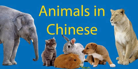 172 Animals in Chinese 😼 LTL’s Ultimate 动物 Encyclopedia  