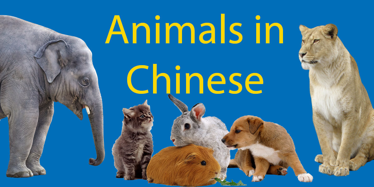 172 Animals in Chinese 🙉 : Ultimate Animal (动物) Encyclopedia