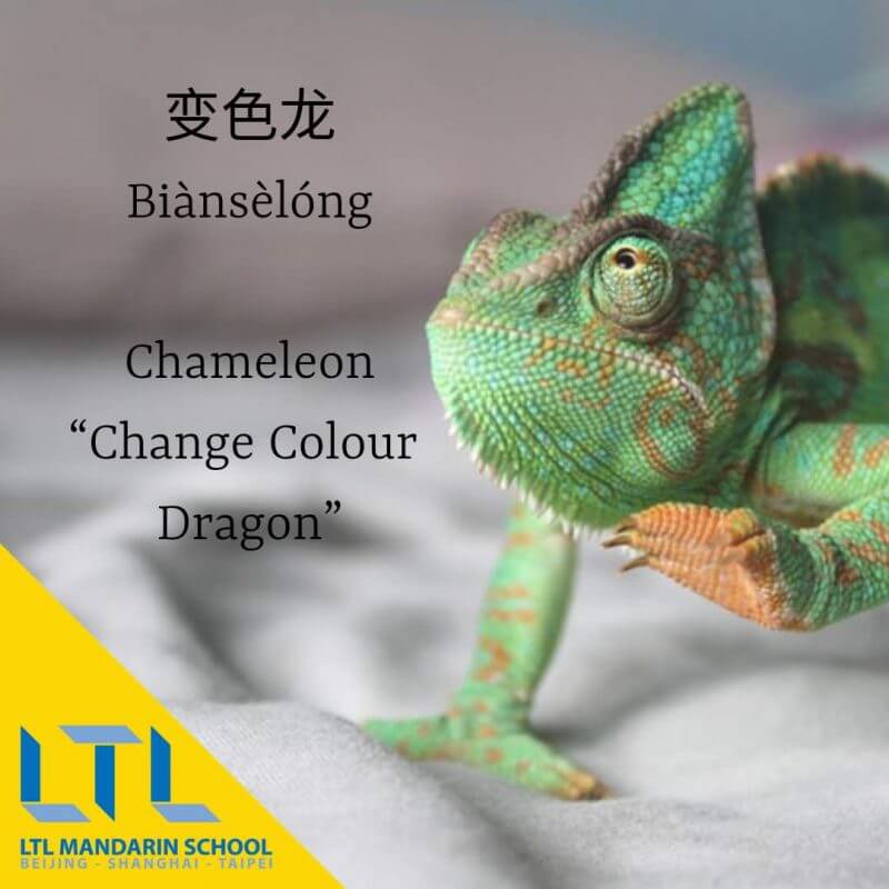 Chameleon in Chinese