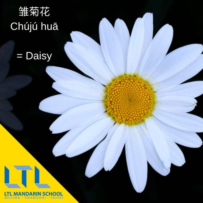 Daisy in Mandarin