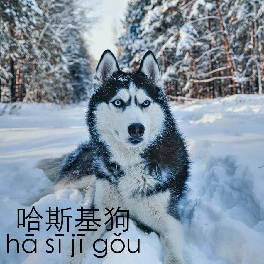 Chinese Vocabulary ⭐️ 500+ Essential Words To Learn