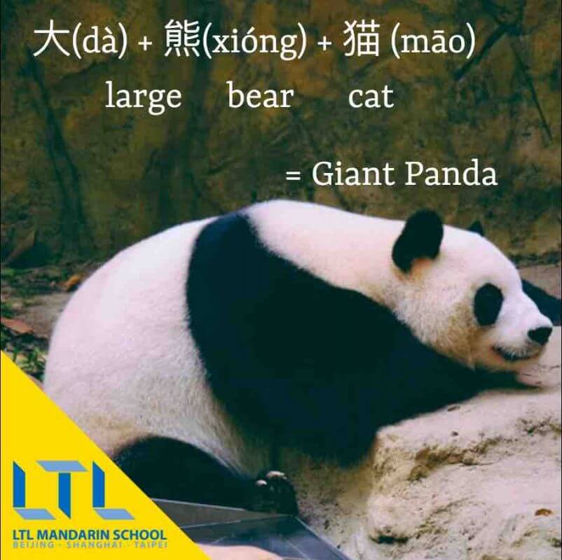 Learning Chinese - Giant Panda