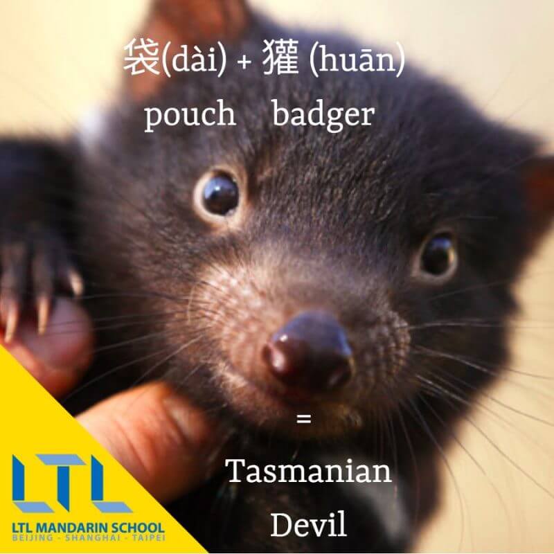 tasmanian-devil-in-chinese-ltl-language-school