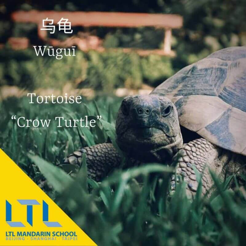 Tortoise in chinese