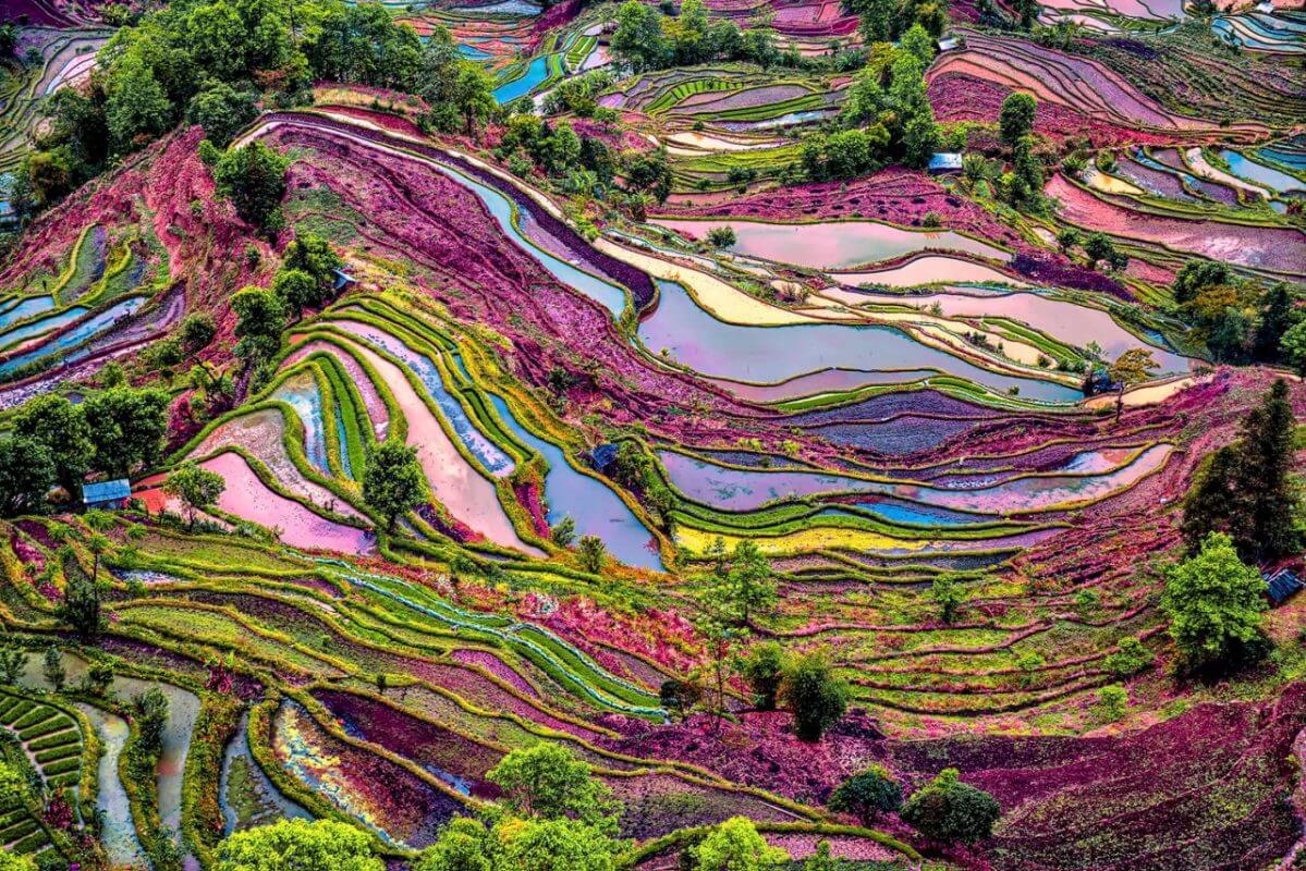 Multi-coloured Yuanyang Rice Terraces