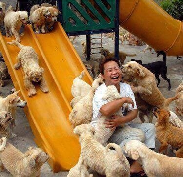 Briser le mythe - La Chine adore ses chiens