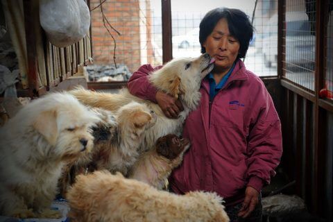 Disband the Myth - Not all Chinese eat dog