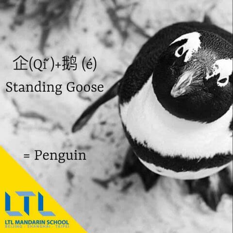 Penguin in Chinese