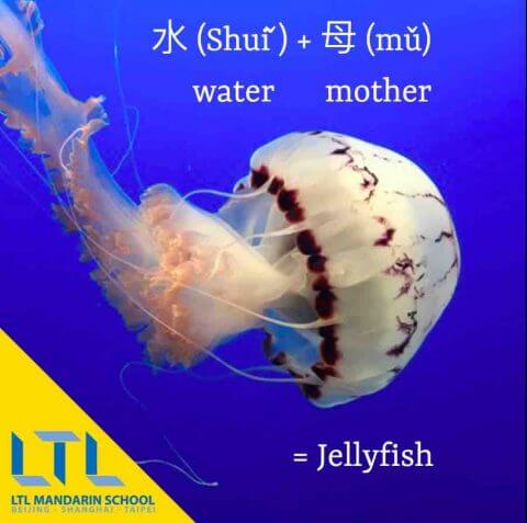 Jellyfish in Chinese