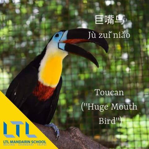 Toucan in Chinese