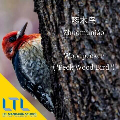 Woodpecker in Chinese