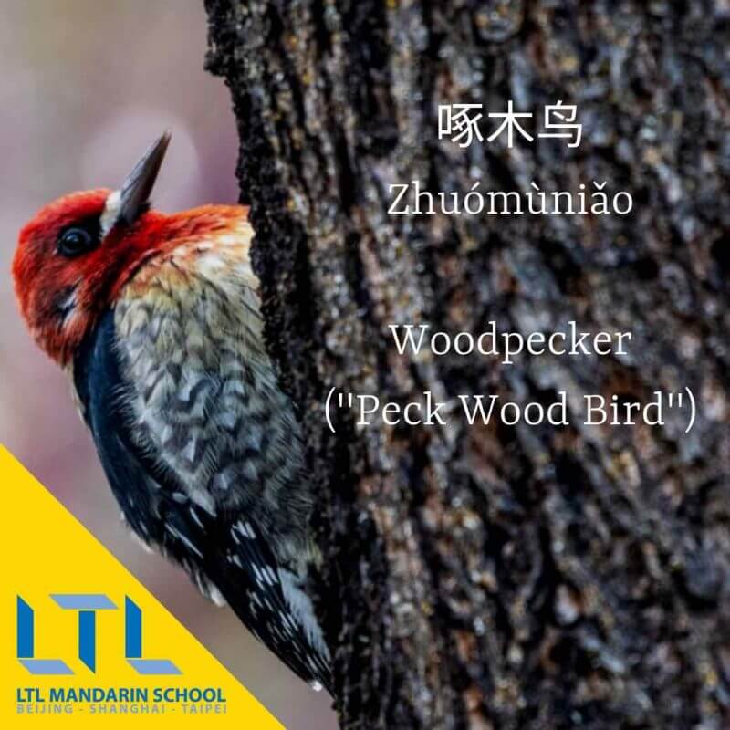 woodpecker-in-chinese - LTL School