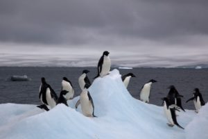 Animales en chino - pinguino