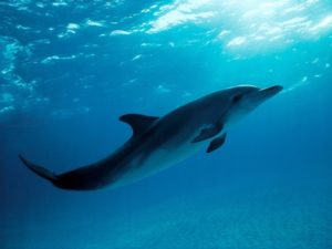 Animales en chino - delfin