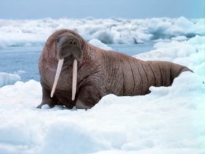 Animales en chino mandarín