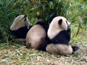 Animales en chino - panda
