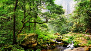 Hike through Zhangjiajie - One of China's most beautiful sights