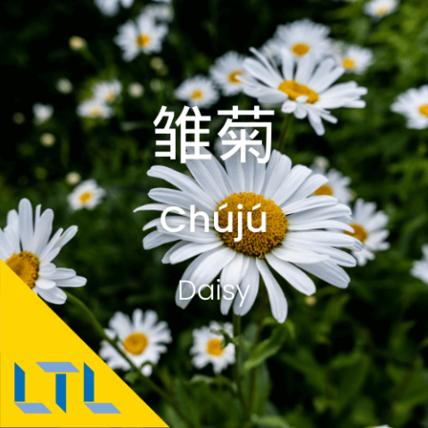 Plants in Chines-Daisy