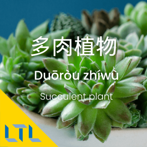 Plants in Chines- Succulent plant