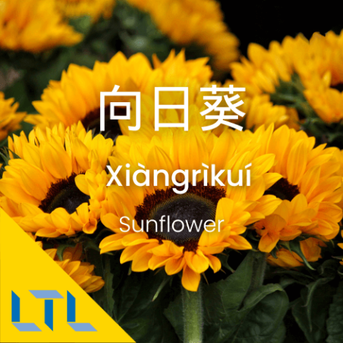 Plants in Chines-Sunflower