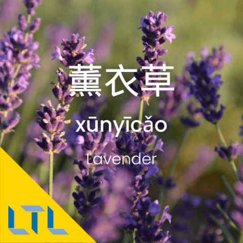 Plants in Chines-lavender